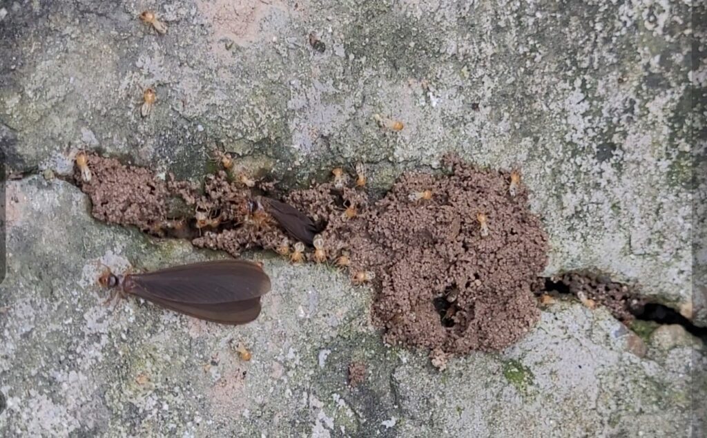 mối cánh bay khỏi tổ