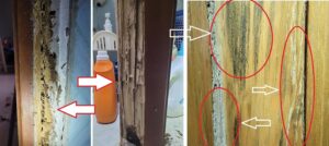 Mối đất âm thầm phá hoại đồ gỗ trong nhà dân tại Xuân Trường Nam Định