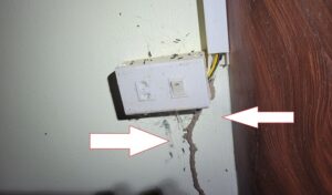 Mối đất làm tổ dưới nền nhà tại Thái Bình, nguyên nhân khiến mối dễ tái phát