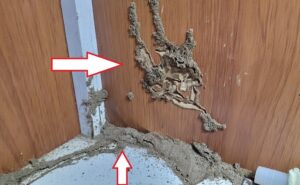 Mối đất phát triển mạnh sau mùa mưa tại Thái Bình do nền đất ẩm