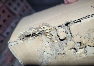 diệt mối tại quận 9-mối nhà