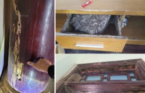 diệt mối tại lý nhân-tác hại nghiêm trọng của mối