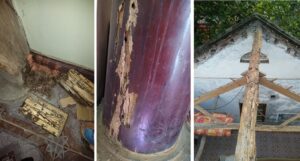 Mối phá hoại nhà gỗ và nhà thờ họ ở Hải Hậu