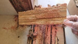 Diệt mối tại Hà Nội bằng cách cho mối ăn thuốc lây nhiễm