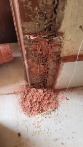 mối ăn mục rỗng chân cửa nhà dân ở phủ lý hàn nam