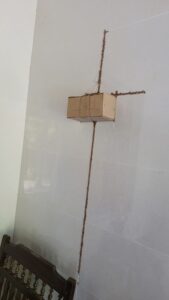 đường mối bò trên tường nhà ở Thái Bình