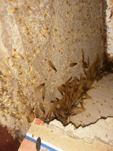 Mối phát triển mạnh trong nền nhà tại Nam Định vào đầu mùa mưa