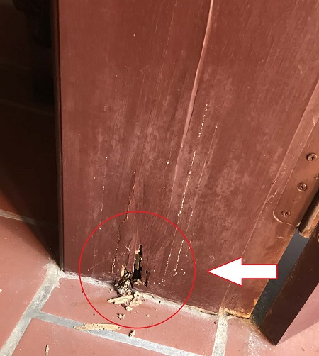 mối ăn rỗng chân cửa gỗ nhà dân ở thái bình