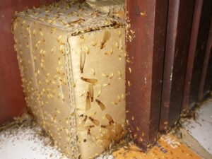 mối cánh bay ra khỏi tổ khi trời mưa ở thái bình