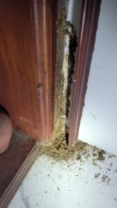 chân cửa nhà bị mối ăn tại hưng hà thái bình