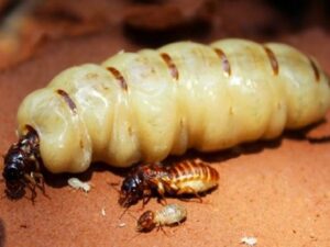 mối đất chi Odontotermes là loài chuyên phá hoại cây trồng lâu năm và rừng