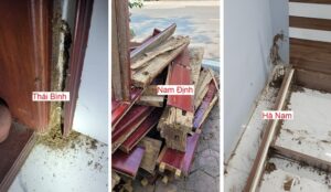 mối phá hoại là giống nhau ở cả 3 tỉnh thái bình, nam định và hà nam